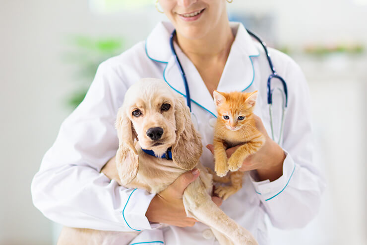 Tierarztfahrten - Hundehotel Studer